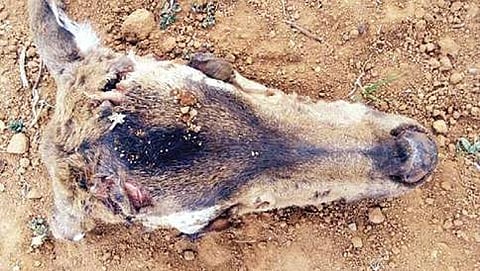 ಸಾಂದರ್ಭಿಕ ಚಿತ್ರ