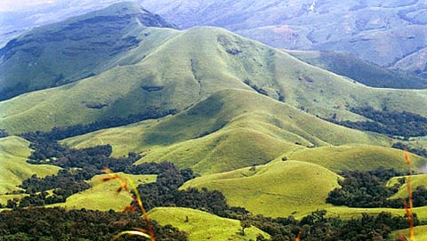 ಪಶ್ಚಿಮ ಘಟ್ಟ ಅರಣ್ಯ ಪ್ರದೇಶ (ಸಂಗ್ರಹ ಚಿತ್ರ)
