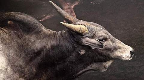 ಸಾಂದರ್ಭಿಕ ಚಿತ್ರ