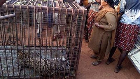 ಬೋನಿಗೆ ಬಿದ್ದ ಚಿರತೆ