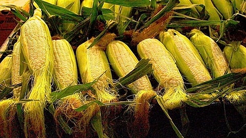 ಕುಲಾಂತರಿ ಆಹಾರ ಉತ್ಪನ್ನ