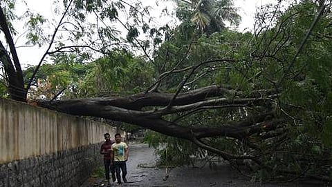ನೆಲಕ್ಕೆ ಮುರಿದು ಬಿದ್ದಿರುವ ಮರ