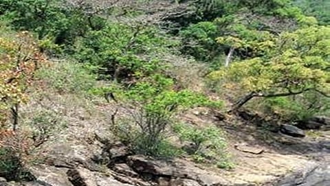 ಭೀಮಗಢ ವನ್ಯಜೀವಿಧಾಮ