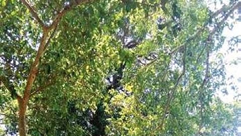 500 ವರ್ಷ ಪುರಾತನವಾದ ಮಾವಿನ ತೋಪು