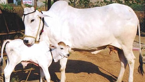 ಸಂಗ್ರಹ ಚಿತ್ರ
