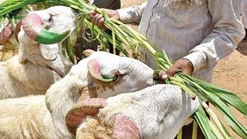 ಸಾಂದರ್ಭಿಕ ಚಿತ್ರ