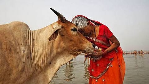 ಗೋವು