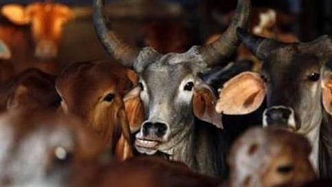 ಗೋವುಗಳು