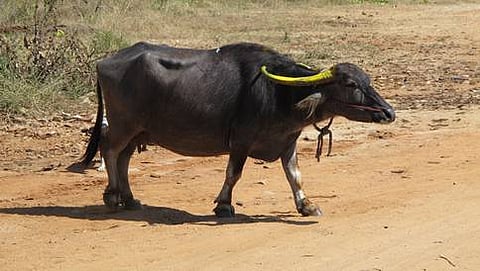 ಸಾಂದರ್ಭಿಕ ಚಿತ್ರ