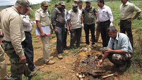 ಸತ್ತ ಹುಲಿ ದೇಹವನ್ನು ಪರಿಶೀಲಿಸುತ್ತಿರುವ ಅರಣ್ಯ ಇಲಾಖೆ ಸಿಬ್ಬಂದಿ