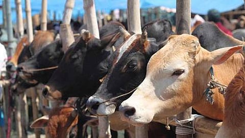 ಸಾಂದರ್ಭಿಕ ಚಿತ್ರ