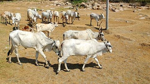 ಸಾಂದರ್ಭಿಕ ಚಿತ್ರ