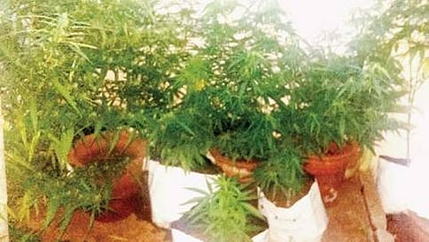 ಜಗನಾಥನ್ ಬೆಳೆಸಿದ್ದ ಗಾಂಜಾ ಗಿಡಗಳು