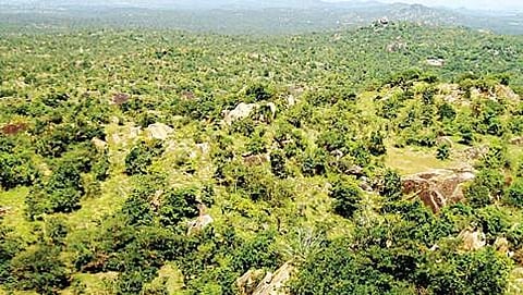 ರಂಗಯ್ಯನದುರ್ಗ ವನ್ಯಜೀವಿ ಅಭಯಾರಣ್ಯ