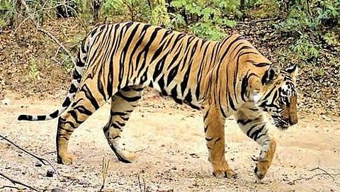 ಸಾಂದರ್ಭಿಕ ಚಿತ್ರ