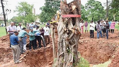 ಆಲದ ಮರವನ್ನು ಮರು ನೆಟ್ಟ ದೃಶ್ಯ