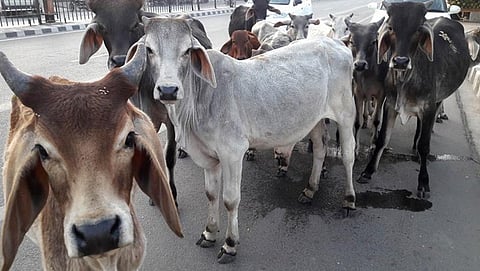 ಸಾಂದರ್ಭಿಕ ಚಿತ್ರ