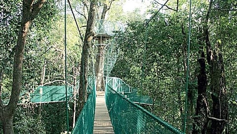 ಕೆನೋಪಿ ವಾಕ್