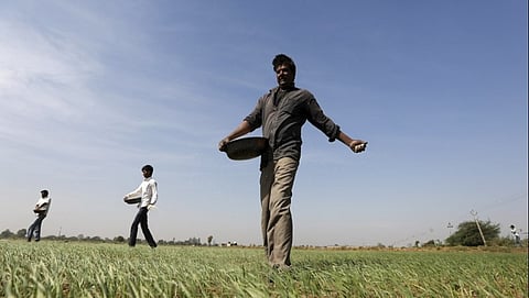 ರಾಬಿ ಬೆಳೆ
