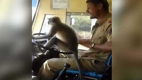 ನಾನು ಮಾಡದ ತಪ್ಪಿಗೆ ಶಿಕ್ಷೆ ಎದುರಿಸುತ್ತಿದ್ದೇನೆ:  ಮಂಗನ ಕೈಗೆ ಸ್ಟಿಯರಿಂಗ್ ಕೊಟ್ಟ ಚಾಲಕನ ಅಳಲು