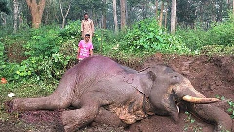 ದಸರಾ ಆನೆ ರಂಗ ಅಪಘಾತದಲ್ಲಿ ಸಾವು