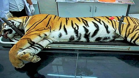 ಹತ್ಯೆಗೀಡಾದ ಹುಲಿ