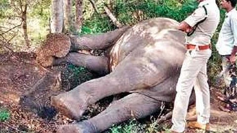 ಲಕ್ಕವಳ್ಳಿಯಲ್ಲಿ ಮುಂದುವರೆದ ಕಾಡಾನೆಗಳ ಸಾವಿನ ಸರಣಿ: ವಿದ್ಯುತ್ ಪ್ರವಹಿಸಿ ಗಂಡಾನೆ ಸಾವು