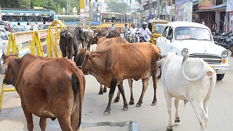 ಬಿಡಾಡಿ ದನಗಳು