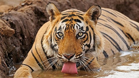 ಸಂಗ್ರಹ ಚಿತ್ರ