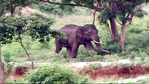 ಸಂಗ್ರಹ ಚಿತ್ರ
