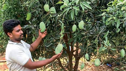 ಒಂದೇ ಮರದಲ್ಲಿ 18 ಬಗೆಯ ಮಾವಿನ ಹಣ್ಣು!: ದಾಖಲೆ ಬರೆದ ಆಂಧ್ರಪ್ರದೇಶ ರೈತ