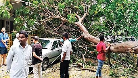 ಜಯನಗರ 4ನೇ ಬ್ಲಾಕ್ ನಲ್ಲಿ ಧರೆಗುರುಳಿದ ಮರ