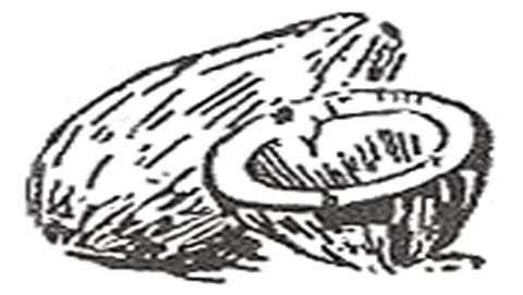 ತೆಂಗಿನ ಕಾಯಿ ಚಿಹ್ನೆ