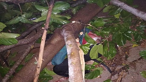ಉರುಳಿ ಬಿದ್ದಿರುವ ಮರ
