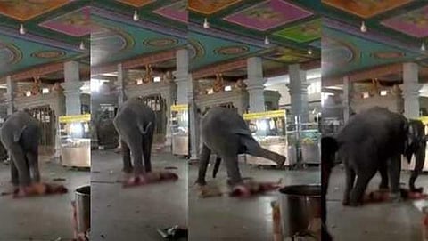ತಿರುಚ್ಚಿ ದೇಗುಲದ ಮದವೇರಿದ ಆನೆಯಿಂದ ಮಾವುತನ ಮೇಲೆ ದಾಳಿ, ಸಾವು!