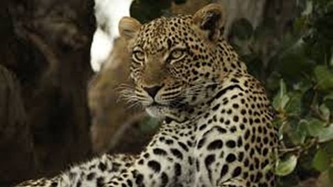 leopard (Representattive Image)