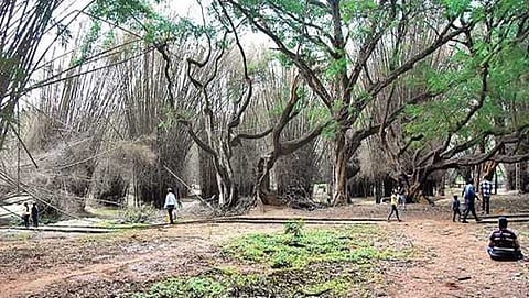ಕಬ್ಬನ್ ಪಾರ್ಕ್
