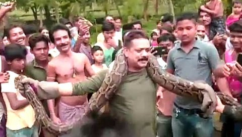 ಹೆಬ್ಬಾವು
