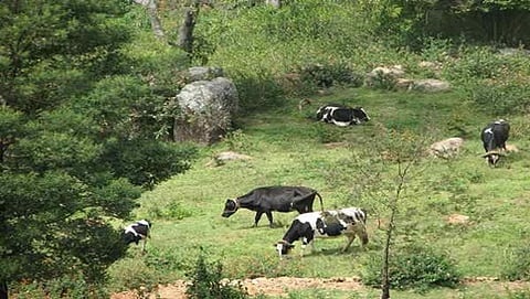ಸಾಂದರ್ಭಿಕ ಚಿತ್ರ