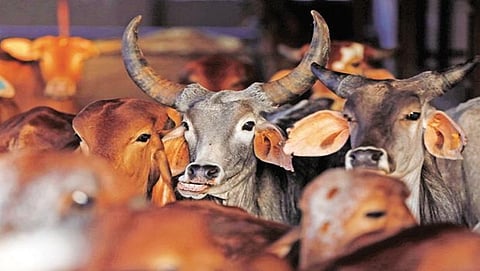 ಗೋವುಗಳು