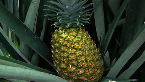 ಕ್ವೀನ್ ಜಾತಿಯ ಅನಾನಸ್