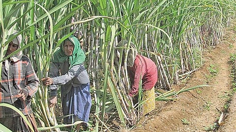 ಸಾಂದರ್ಭಿಕ ಚಿತ್ರ