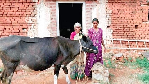 ಹಸುವಿನೊಂದಿಗೆ ಮಂಜುಳಮ್ಮ ಹಾಗೂ ಅವರ ಅತ್ತೆ ಸಿದ್ದಮ್ಮ