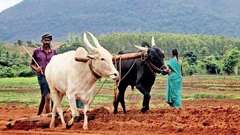 ಶಿವಮೊಗ್ಗ ಜಿಲ್ಲೆಯ ಶಿಕಾರಿಪುರ ತಾಲ್ಲೂಕಿನ ಹೊರವಲಯದಲ್ಲಿ ರೈತರು ಮೆಕ್ಕೆಜೋಳ ಬೀಜವನ್ನು ಬಿತ್ತುತ್ತಿರುವುದು