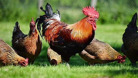 ಕೋಳಿಗಳಿಗೂ ಅರ್ಧ ಟಿಕೆಟ್ ನೀಡಿದ ಕಂಡಕ್ಟರ್!