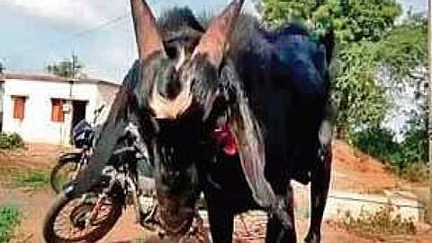 ಎರಡೂವರೆ ಲಕ್ಷ ರು. ಬೆಲೆಯ ಮೇಕೆ