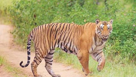 ಸಂಗ್ರಹ ಚಿತ್ರ