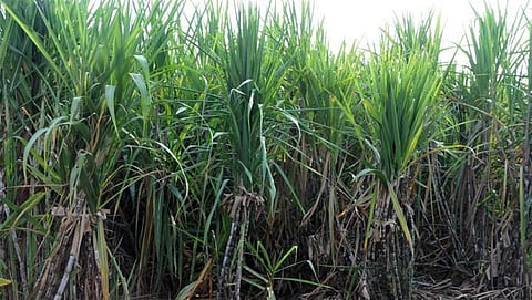 ಸಾಂದರ್ಭಿಕ ಚಿತ್ರ