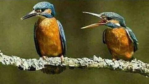 ಸೆಹ್ವಾಗ್ ಟ್ವೀಟ್ ಚಿತ್ರ