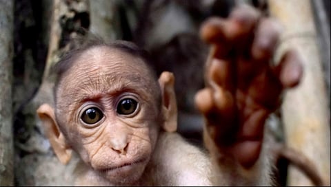 ಉತ್ತರ ಪ್ರದೇಶ: ಮಂಗಗಳ ದಾಳಿಯಿಂದ ತಪ್ಪಿಸಿಕೊಳ್ಳುವ ವೇಳೆ ಟೆರೇಸ್ ನಿಂದ ಬಿದ್ದ ಮಹಿಳೆ ಸಾವು!
